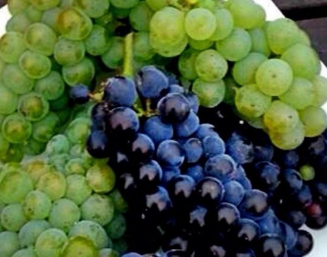 racimos de unas uvas verdes y negras.jpg